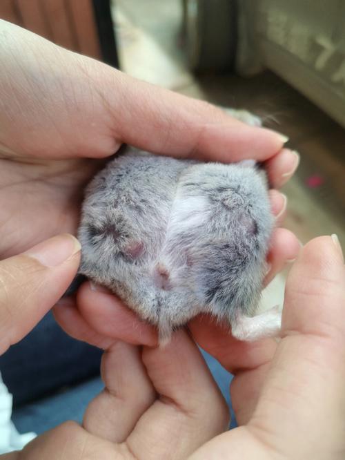 侏儒仓鼠公母参照图_新手分公母仓鼠,看乳头体型屁股尖,独居要分笼! 侏儒仓鼠公母参照图_新手分公母仓鼠,看乳头体型屁股尖,独居要分笼!