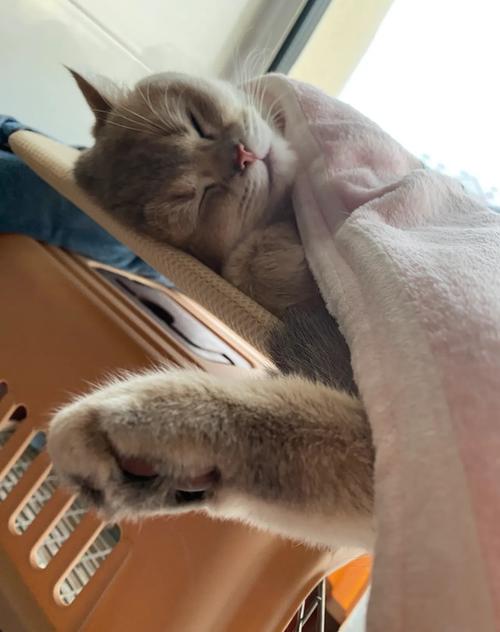 猫猫突然不在床上睡了_猫咪换睡觉地?看看为啥,给它安全感! 猫猫突然不在床上睡了_猫咪换睡觉地?看看为啥,给它安全感!