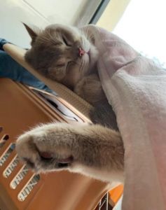 猫猫突然不在床上睡了_猫咪换睡觉地？看看为啥，给它安全感！