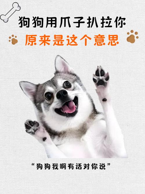 和狗狗天天说话能听懂吗_狗狗懂暗号,情绪雷达灵敏 和狗狗天天说话能听懂吗_狗狗懂暗号,情绪雷达灵敏