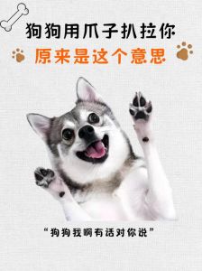 和狗狗天天说话能听懂吗_狗狗懂暗号，情绪雷达灵敏