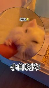 小仓鼠舔主人手指头_信任亲近或压力信号？