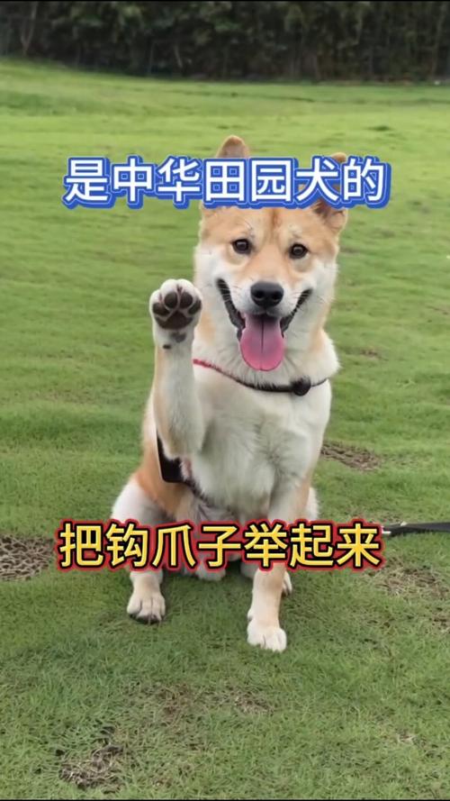 中华田园犬训练口令_统一口令手势教犬只懂指令 中华田园犬训练口令_统一口令手势教犬只懂指令