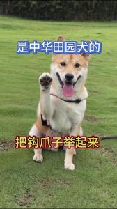 中华田园犬训练口令_统一口令手势教犬只懂指令