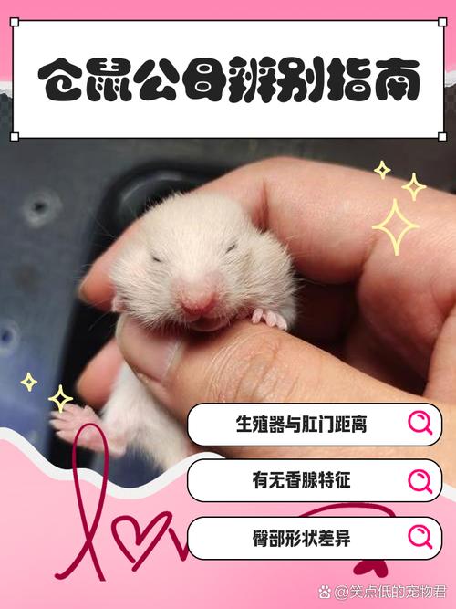 一公一母仓鼠在一起多久才会怀孕_仓鼠合笼速生，注意繁殖期照顾与分笼！