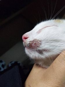 猫嘴下边有黑色屑屑_猫咪嘴角黑色屑屑？陶瓷碗勤洗好！