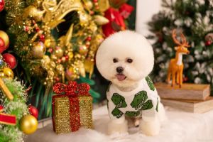 人造茶杯犬能活几天_茶杯犬虽可爱但脆弱，科学饲养是关键