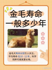 狗的寿命是多少_狗狗寿命多久？如何延长寿命？