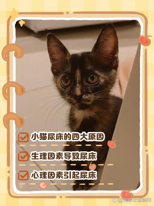 宠物猫在床上拉尿是什么原因尿_猫咪床上乱尿怎么办? 宠物猫在床上拉尿是什么原因尿_猫咪床上乱尿怎么办?