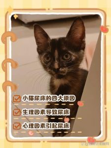 宠物猫在床上拉尿是什么原因尿_猫咪床上乱尿怎么办？