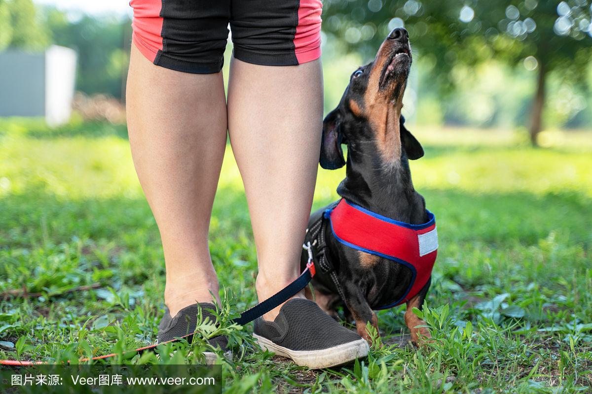 让狗狗坐下的手势是什么_简单手势增进亲密互动