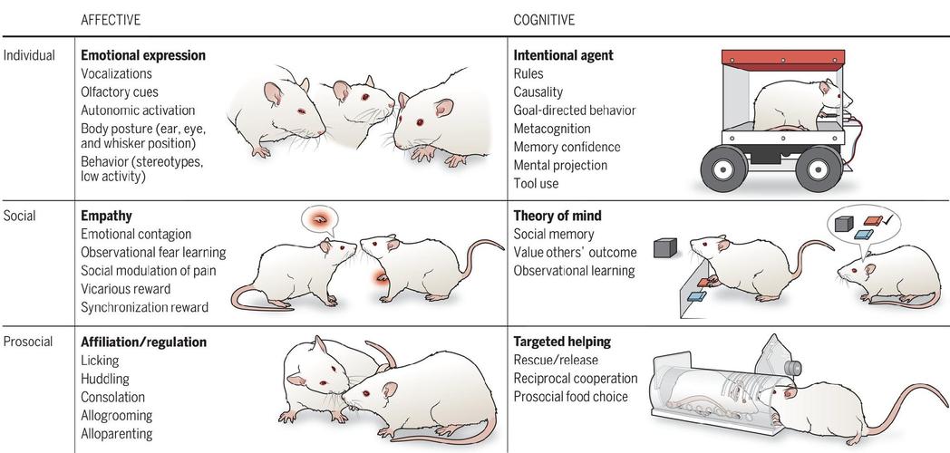 鼠类智商排行_老鼠聪明能学,仓鼠智商差异大 鼠类智商排行_老鼠聪明能学,仓鼠智商差异大