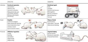 鼠类智商排行_老鼠聪明能学，仓鼠智商差异大