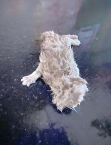 两个月小猫一天没拉屎_猫咪几天不排便怎么办？