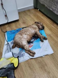 16岁狗狗临死前的表现_狗狗临终前行为变化及主人应对