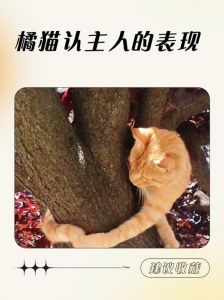 饿三天才认主的猫教会我们什么_饥饿反映焦虑，克制掩盖脆弱，爱是理解与接纳