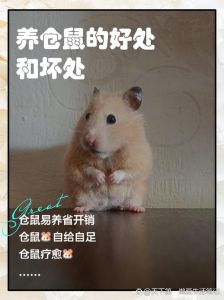 年轻人千万不要养仓鼠_夜行需独居易生病