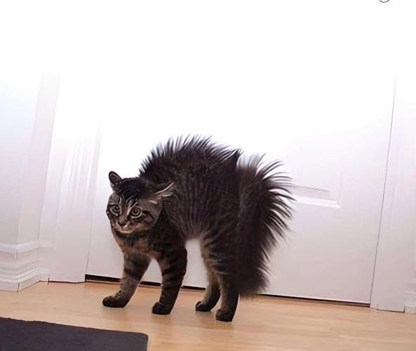 猫弓背蹭人腿要警惕_信任的亲密表达 猫弓背蹭人腿要警惕_信任的亲密表达