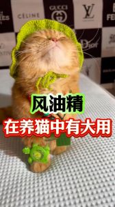 猫闻风油精会中毒吗_猫咪远离风油精，安全驱蚊选对产品