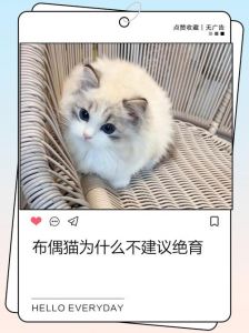 国外为什么禁止给猫绝育_国外禁给猫绝育引争议，健康生态都考量