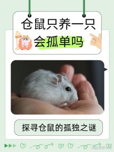 一只仓鼠会孤单吗_一只仓鼠一个家，快乐生活不用愁