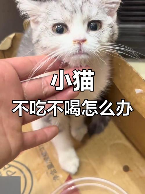 猫三天不吃不喝会死吗_猫咪三天不吃饭要紧!拒食需警惕,及时就医保健康 猫三天不吃不喝会死吗_猫咪三天不吃饭要紧!拒食需警惕,及时就医保健康