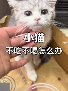 猫三天不吃不喝会死吗_猫咪三天不吃饭要紧！拒食需警惕，及时就医保健康