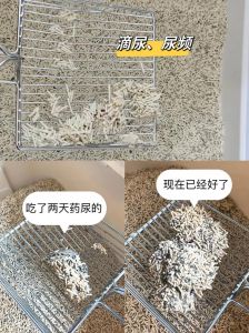 猫不会用猫砂怎么办_猫咪用猫砂是天性，不用的原因是环境不熟猫砂选择不当猫砂盆设计不合理或不洁