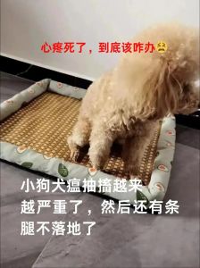 犬瘟初期抽搐像打嗝_狗狗抽搐萎靡？警惕犬瘟！