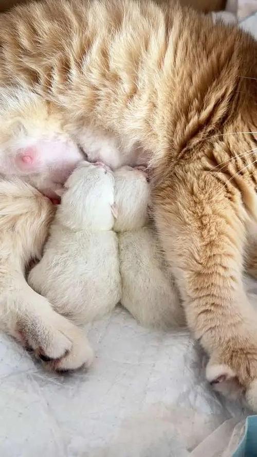 猫刚生完第一天需要注意什么_保暖喂奶观察,异常速就医 猫刚生完第一天需要注意什么_保暖喂奶观察,异常速就医