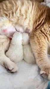 猫刚生完第一天需要注意什么_保暖喂奶观察，异常速就医