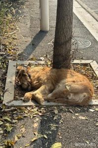 捡到流浪狗但是不能养_捡到流浪狗别盲目养，送救助站更稳妥