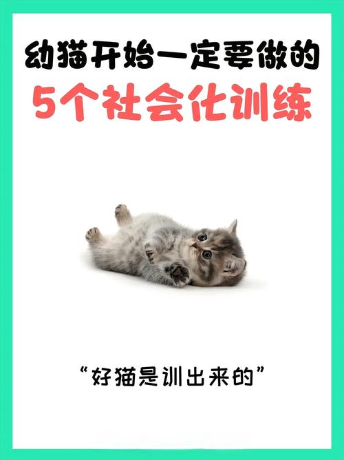 如何训练猫_耐心引导,正确训练,养出好猫咪 如何训练猫_耐心引导,正确训练,养出好猫咪