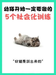 如何训练猫_耐心引导，正确训练，养出好猫咪
