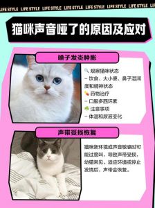 猫喉咙嘶哑快速恢复十大方法_猫咪喉咙嘶哑怎么办？速看兽医建议！