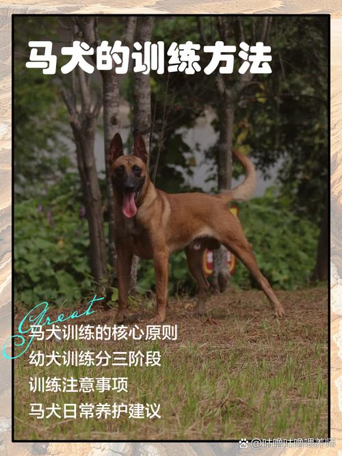 体育生训练狗需要注意什么_科学耐心训狗狗,快乐安全变好狗 体育生训练狗需要注意什么_科学耐心训狗狗,快乐安全变好狗