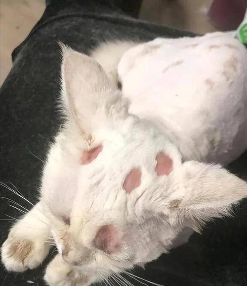 猫经常去床上会脏吗_养猫上床怎么办?保持卫生的小妙招! 猫经常去床上会脏吗_养猫上床怎么办?保持卫生的小妙招!