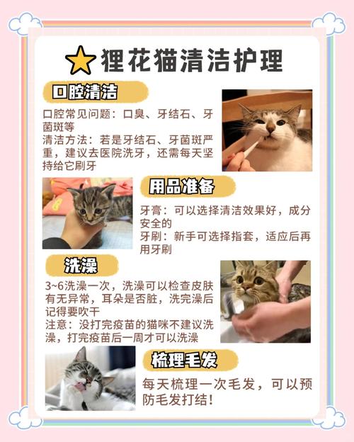 土猫生小猫的注意事项_猫咪怀孕喂养及产后护理指南 土猫生小猫的注意事项_猫咪怀孕喂养及产后护理指南