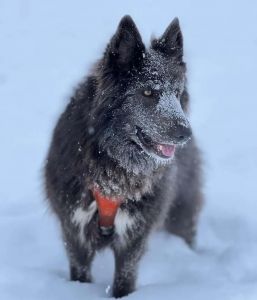 蓝湾牧羊犬为什么禁养_240万珍犬陷出口难，禁养引争议