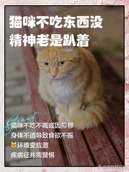 猫不吃饭没精神一直趴着怎么办_小猫不吃不动怎么办? 猫不吃饭没精神一直趴着怎么办_小猫不吃不动怎么办?