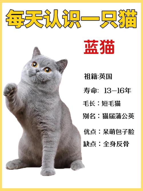 蓝猫认第二个主人吗_蓝猫适应期多久?胆小怎么办 蓝猫认第二个主人吗_蓝猫适应期多久?胆小怎么办