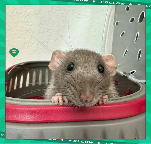 最聪明的宠物鼠_聪明花枝鼠金丝熊,握手认人超可爱! 最聪明的宠物鼠_聪明花枝鼠金丝熊,握手认人超可爱!