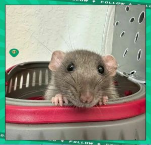 最聪明的宠物鼠_聪明花枝鼠金丝熊，握手认人超可爱！