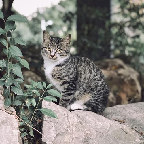 猫爬床是吉兆还是凶兆_吉祥守护还是卫生隐患? 猫爬床是吉兆还是凶兆_吉祥守护还是卫生隐患?