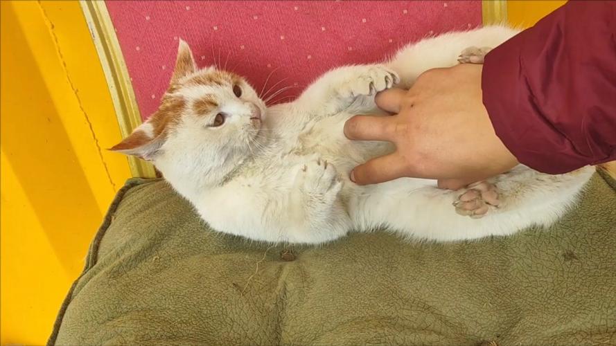 怀孕的猫为什么挠主人_怀孕猫蹭叫怎么办?助它安产! 怀孕的猫为什么挠主人_怀孕猫蹭叫怎么办?助它安产!