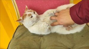 怀孕的猫为什么挠主人_怀孕猫蹭叫怎么办？助它安产！