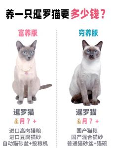 5个月暹罗猫多久认主_暹罗猫几个月认主人？如何快速建立感情？