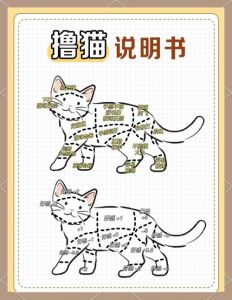 训猫的方法_猫咪趴姿看心情，科学训练要坚定