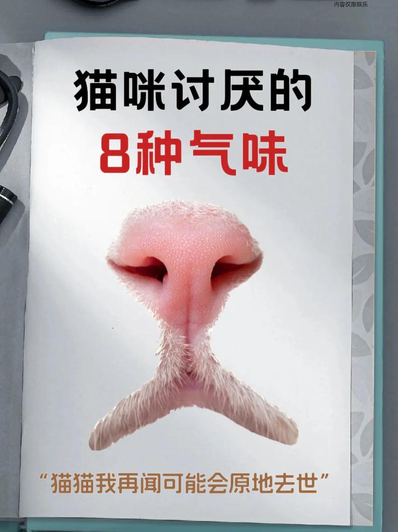 猫猫怕什么味道_柑橘醋等气味让猫咪远离 猫猫怕什么味道_柑橘醋等气味让猫咪远离