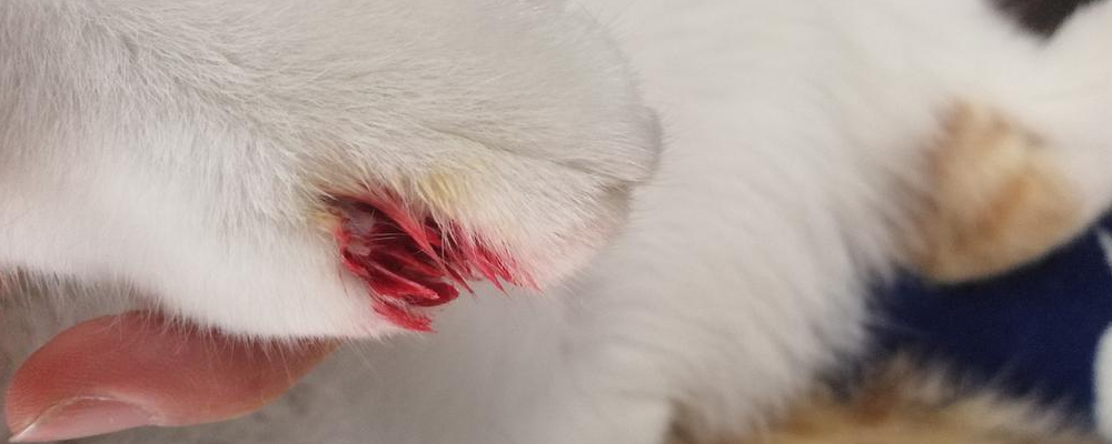 猫血线剪到了轻微出血_猫咪剪指甲留血怎么止血处理? 猫血线剪到了轻微出血_猫咪剪指甲留血怎么止血处理?